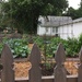 4-H garden from the back by mcsiegle