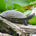 Brave Turtle by seattlite