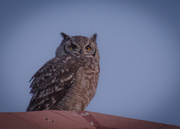 18th Jun 2019 - Owl at sunset