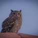 Owl at sunset by salza