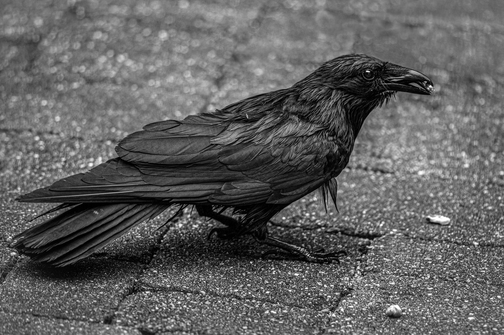 Damp Crow by berelaxed
