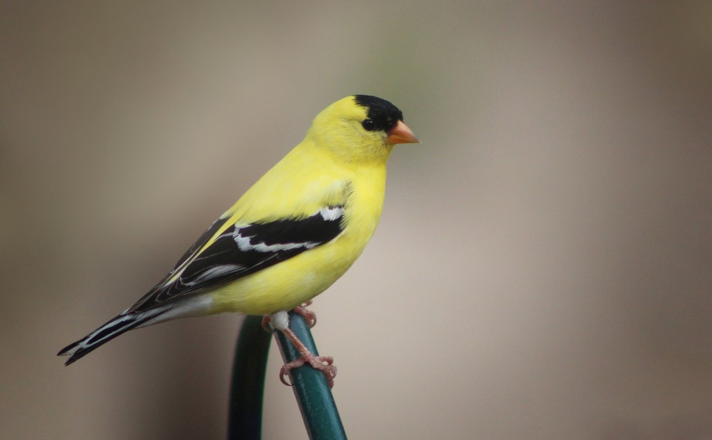 American Goldfinch by paintdipper