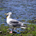 Glaucous Gull by stephomy