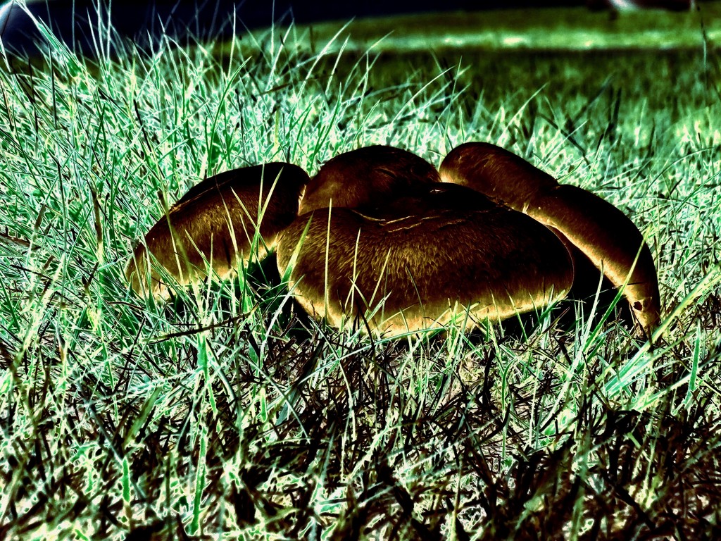 Magic Mushrooms by maggiemae
