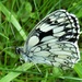 Marbled White  by julienne1