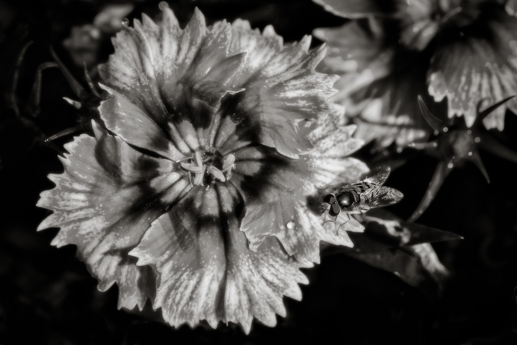 B&W Macro Challenge: Dianthus... and friend by vignouse
