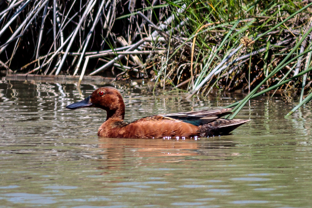 Cinnamon teal duck by lindasees