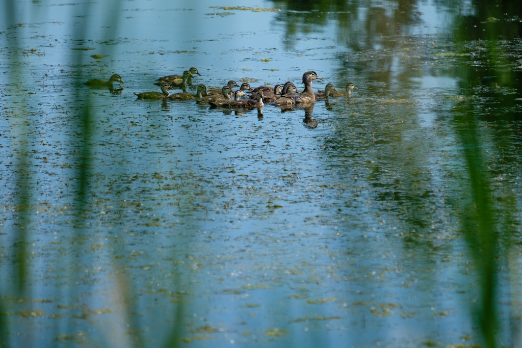 Mom Wood Duck and Teens by tosee