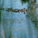 Mom Wood Duck and Teens by tosee