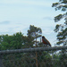 Robin on a Fence by spanishliz