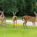 Neighborhood Deer! by rickster549