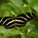 My First Zebrawing Butterfly for the Season! by rickster549