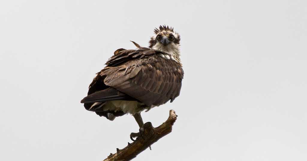 Mom Osprey Trying Her Balancing Act! by rickster549