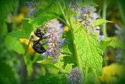 20th Jun 2019 - Bumblebee macro