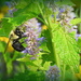 Bumblebee macro by homeschoolmom