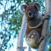good morning Jordan by koalagardens