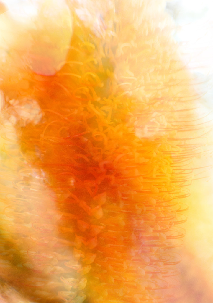 30 Days Wild - Abstract Banksia by annied