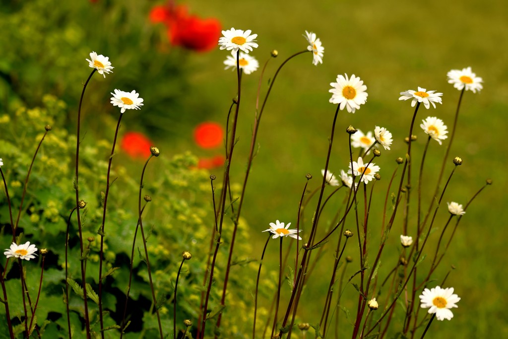 daisies by christophercox