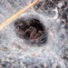 Labyrinth Spider by mattjcuk