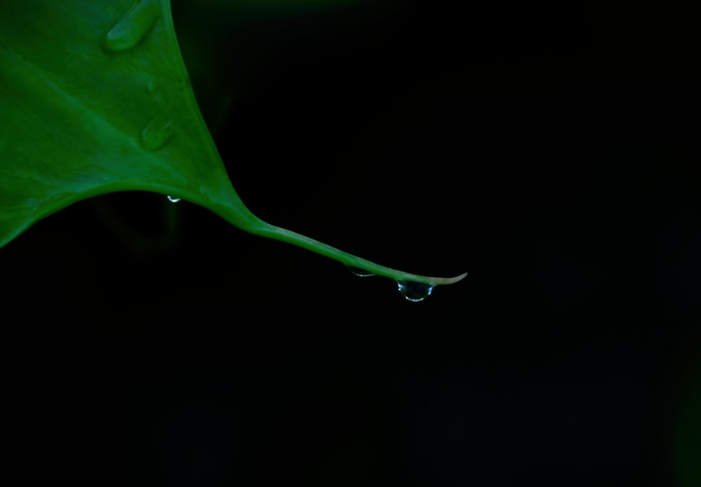 Droplet on green by kiwinanna