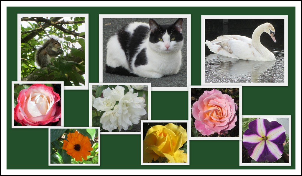 Squirrel, cat, swan and flowers. by grace55