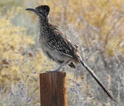 21st Jun 2019 - Official State Bird of New Mexico