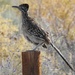 Official State Bird of New Mexico by janeandcharlie