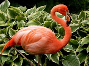 19th Jun 2019 - Flamingo at Coton Manor