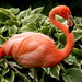 Flamingo at Coton Manor by busylady