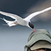 Tern pecked by inthecloud5