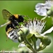 Fluffy bee by rosiekind