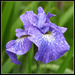 Wet Iris by gardencat