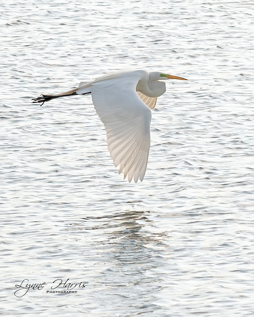 Great White Egret by lynne5477