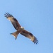 Red Kite flypast by pamknowler