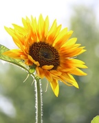 21st Jun 2019 - June 21: Sunflower