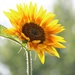 June 21: Sunflower by daisymiller