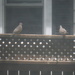 Birds on a Fence by spanishliz