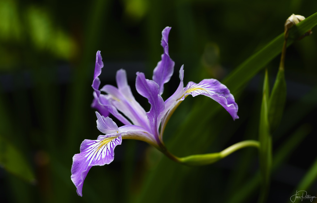 Different Stages of Wild Iris by jgpittenger