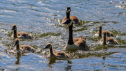 21st Jun 2019 - Geese With Young.
