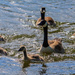 Geese With Young. by tonygig