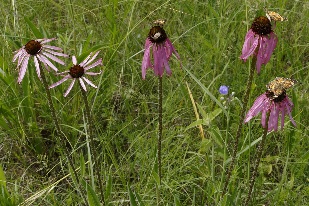 coneflowers and pearl crescent butterflies by rminer