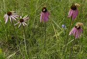 21st Jun 2019 - coneflowers and pearl crescent butterflies