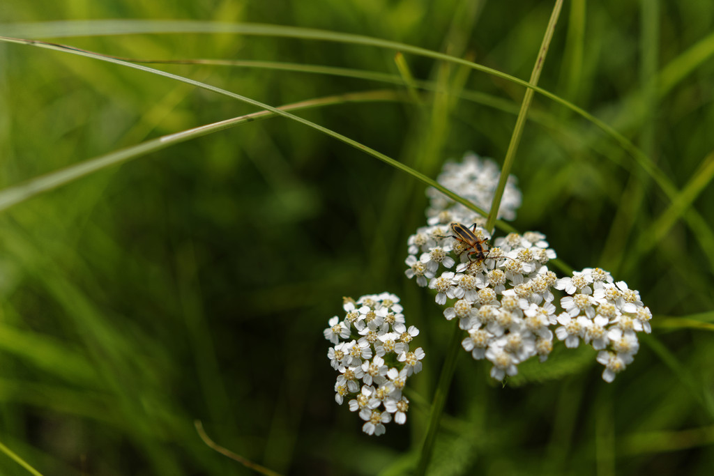 bug on white flower by rminer