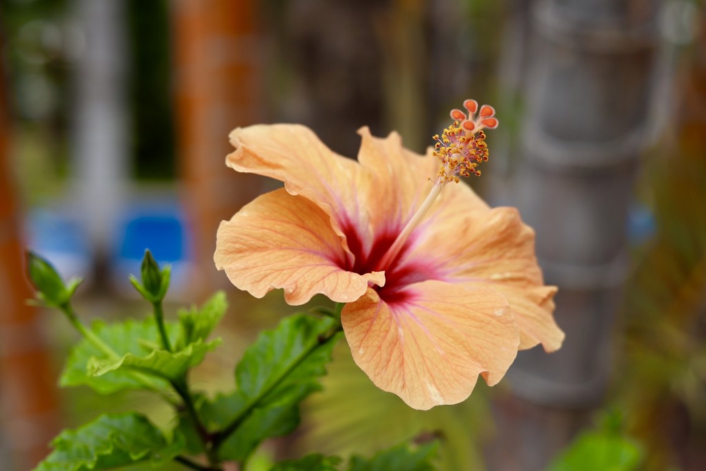 Hibiscus by carole_sandford