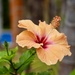 Hibiscus by carole_sandford