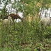 0621goats2 by diane5812