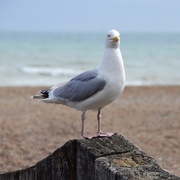 19th Jun 2019 - A haughty seagull!