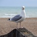 A haughty seagull! by rosie00