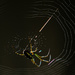 Wild spider by sugarmuser