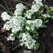 30 Days Wild : Day 18 : Planting some Alyssum by roachling